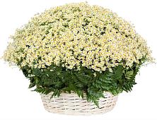 Цветочная композиция из Ромашки в корзине #REPLACE_PRED# Сычево